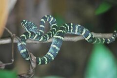 Tropidolaemus wagleri