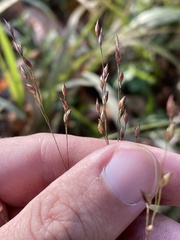 Panicum