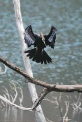 Anhinga melanogaster