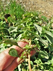 Amaranthus albus