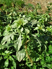 Amaranthus albus