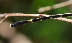Austroepigomphus praeruptus