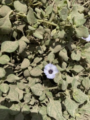 Nolana humifusa