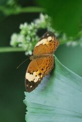 Cupha erymanthis lotis