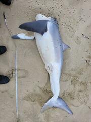 Carcharodon carcharias