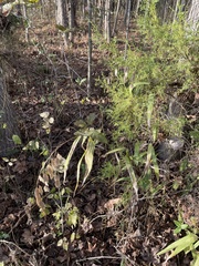 Chasmanthium latifolium