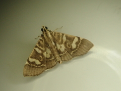 Chabula telphusalis