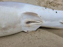 Carcharodon carcharias