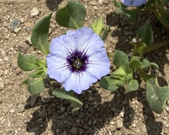 Nolana humifusa