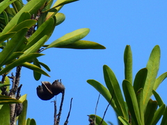Placospermum coriaceum