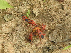 Probergrothius sanguinolens
