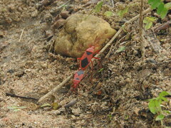 Probergrothius sanguinolens