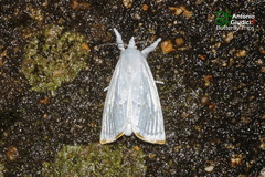 Eschata