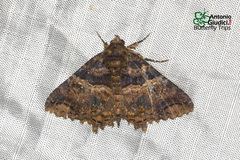 Daddala quadrisignata