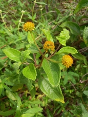 Tilesia baccata