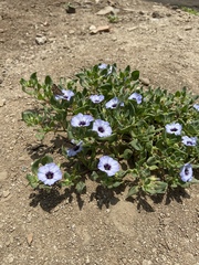 Nolana humifusa