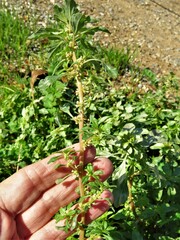 Amaranthus albus
