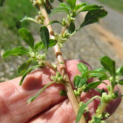 Amaranthus albus