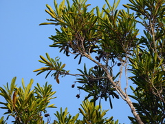 Placospermum coriaceum