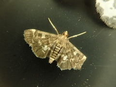 Piletocera sodalis