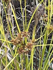 Cyperus virens