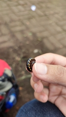 Asiomorpha coarctata