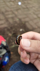 Asiomorpha coarctata