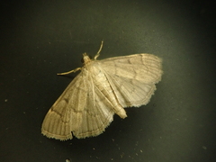 Herpetogramma rudis