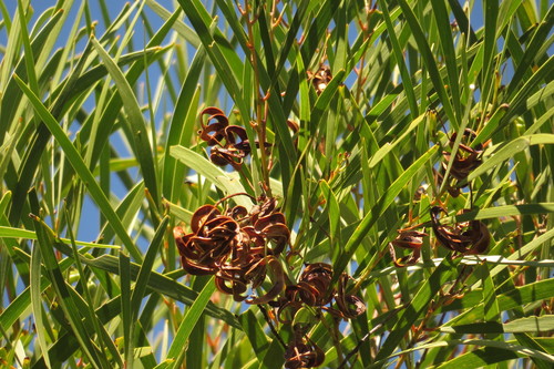 Acacia polystachya