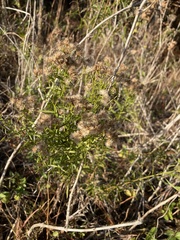 Euthamia leptocephala