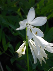 Paradisea liliastrum