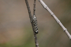 Ethmia