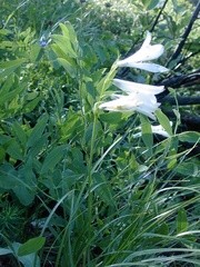 Paradisea liliastrum