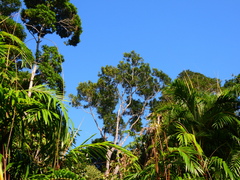 Placospermum coriaceum