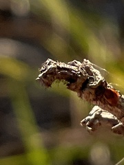 Ixodidae