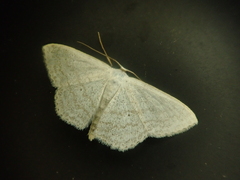 Scopula epiorrhoe