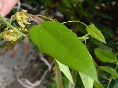 Passiflora auriculata