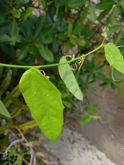Passiflora auriculata