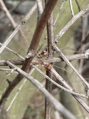 Leuronychus pacificus