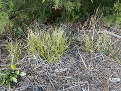 Carex cherokeensis
