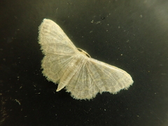 Idaea remissa