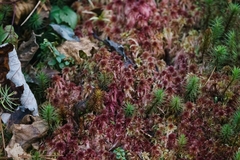 Sphagnum rubellum