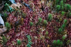 Sphagnum rubellum