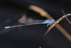Pseudagrion cingillum
