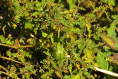 Solanum graniticum