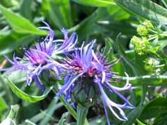 Centaurea montana