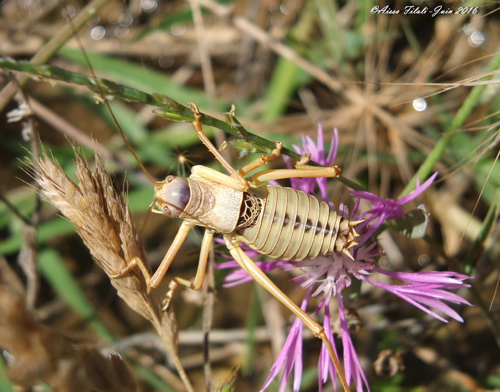 Lucasinova nigromarginata