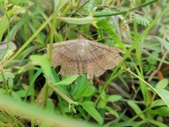 Entomogramma fautrix