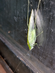 Anaulacomerina