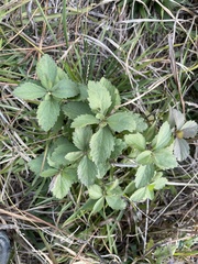 Eupatorium pubescens